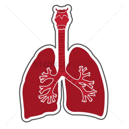 450x450 Free Respiratory System Stock Vectors Stockunlimited