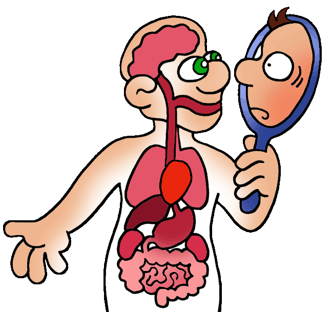 648x609 Image Of Circulatory System Clipart