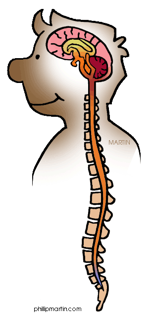 309x648 Nervous System Cliparts Free Download Clip Art Free Clip Art