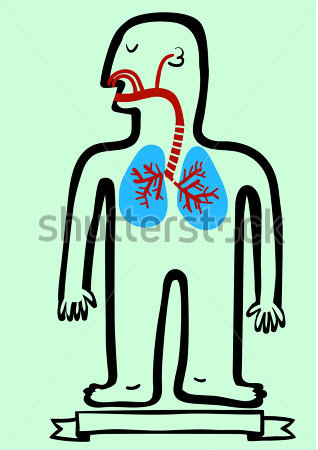 318x450 Respiratory System Clipart