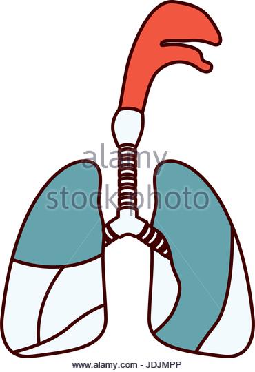 370x540 Respiratory System Cut Out Stock Images Amp Pictures