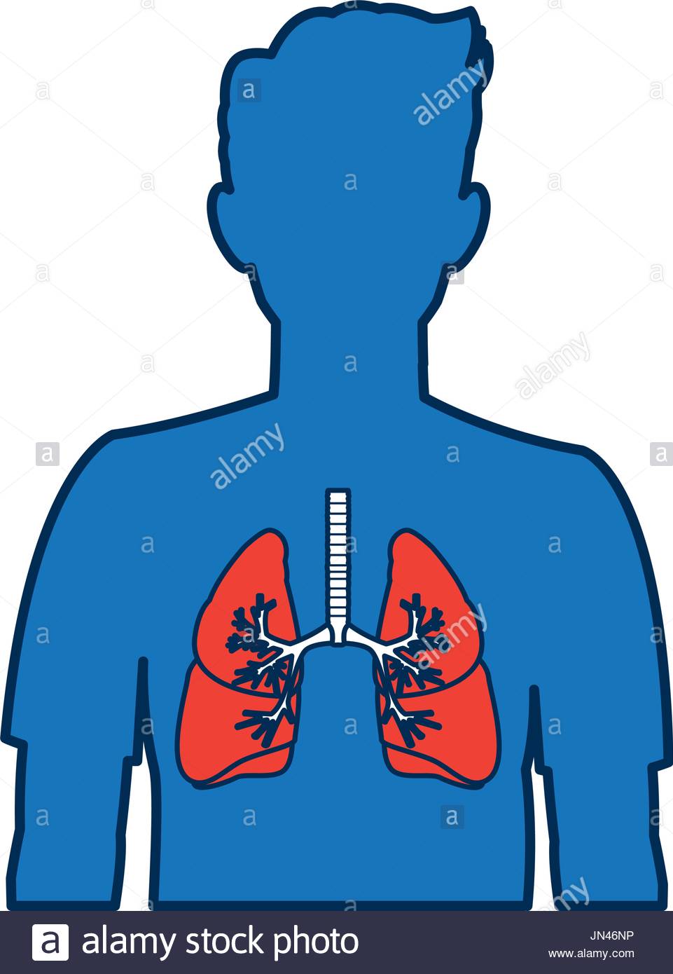 961x1390 Respiratory System Stock Photos Amp Respiratory System Stock Images
