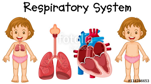 500x278 Respiratory System In Little Girl Stock Image And Royalty Free