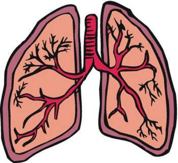 600x552 Science Rocks 8th Grade Respiratory System