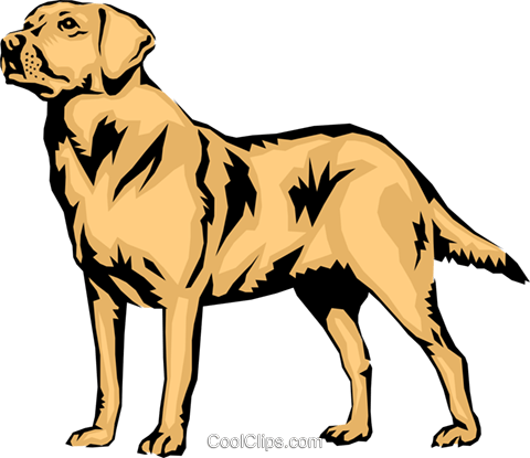 480x415 Labrador Retriever Royalty Free Vector Clip Art Illustration