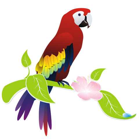 480x480 Little Poll Parrot