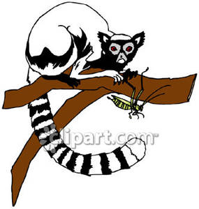 285x300 Black And White Ring Tailed Lemur In A Tree