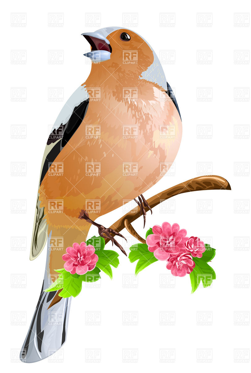 810x1200 Bird (Finch) On The Flowering Branch Royalty Free Vector Clip Art