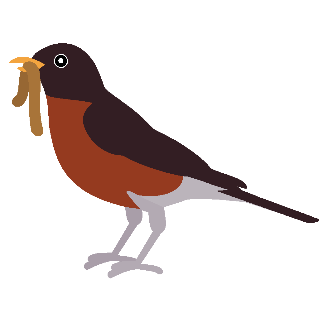 1036x1036 Best Robin Clipart