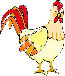 257x300 A Young Rooster