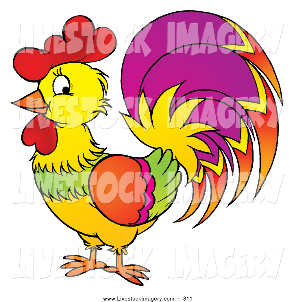 1024x1044 Royalty Free Rooster Stock Livestock Designs