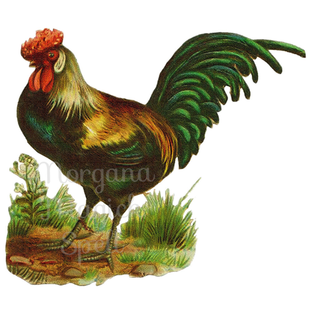 1000x1000 Vintage Rooster Clipart Illustration Royalty Free Digital Image