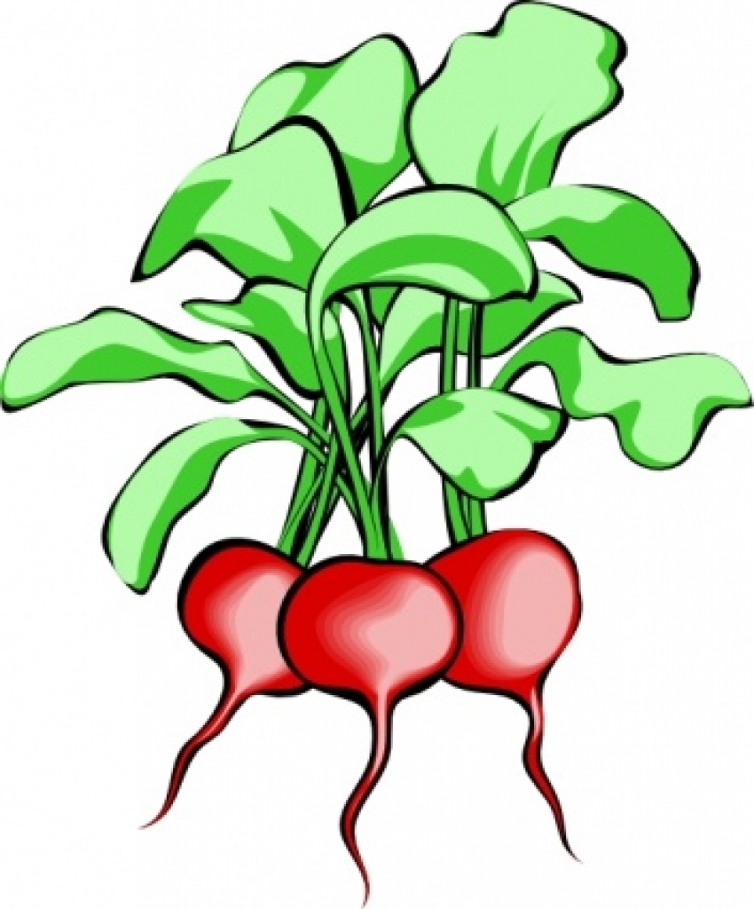 850x1024 Collection Of Root Vegetables Clipart High Quality, Free