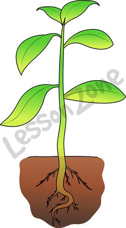 250x452 Plant Clipart Root 3804229