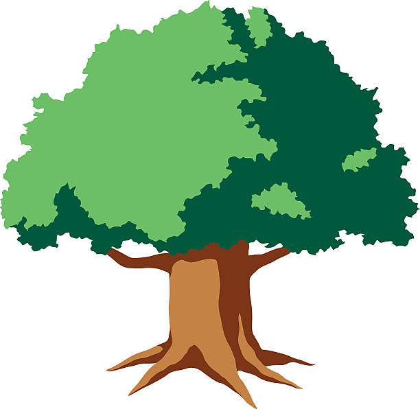 612x596 Roots Clipart Big