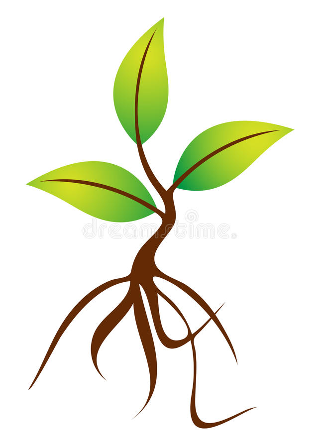 643x900 Roots Clipart Different Kind Plant