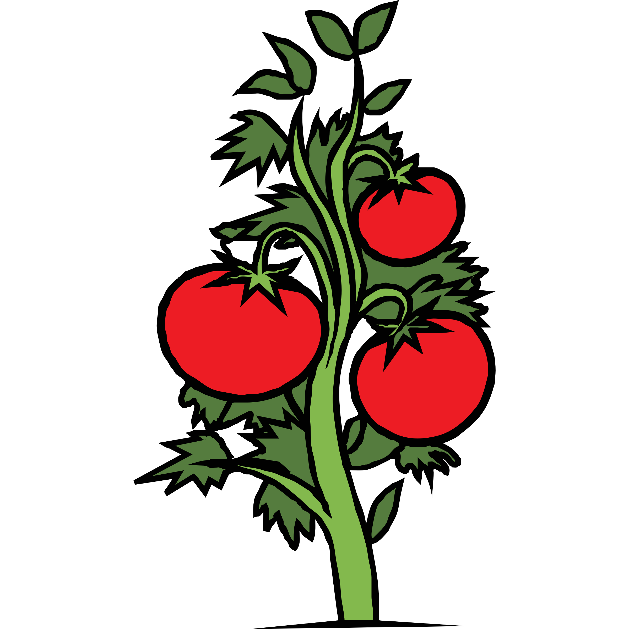 2400x2400 Roots Clipart Tomato Plant