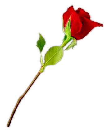 338x420 Valentine Flowers Clip Art Bouquet Clipart Valentine Rose 8