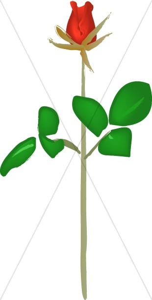 310x612 Red Rose Sketch Church Rose Clipart