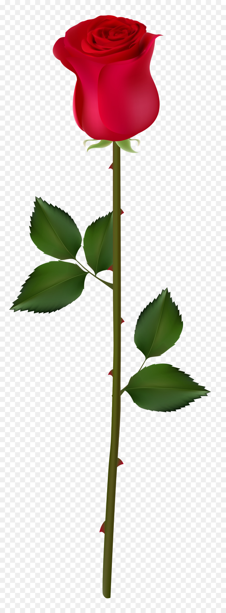 900x2440 Rose Bud Red Clip Art