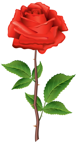 267x500 Stem Red Rose Png Clipart Kwiaty Rose, Clip Art