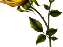 220x165 Yellow Roses Clip Art Yellow Rose With Bud Png Clipart Kedvenceim