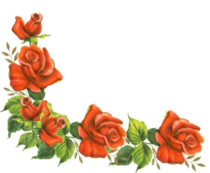 736x607 Rose Borders Backgrounds Clipart