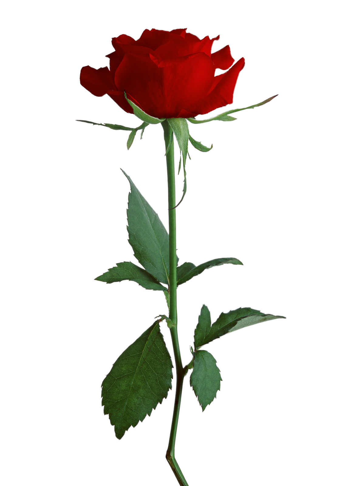 1136x1600 Rose Clipart Different Kind Plant