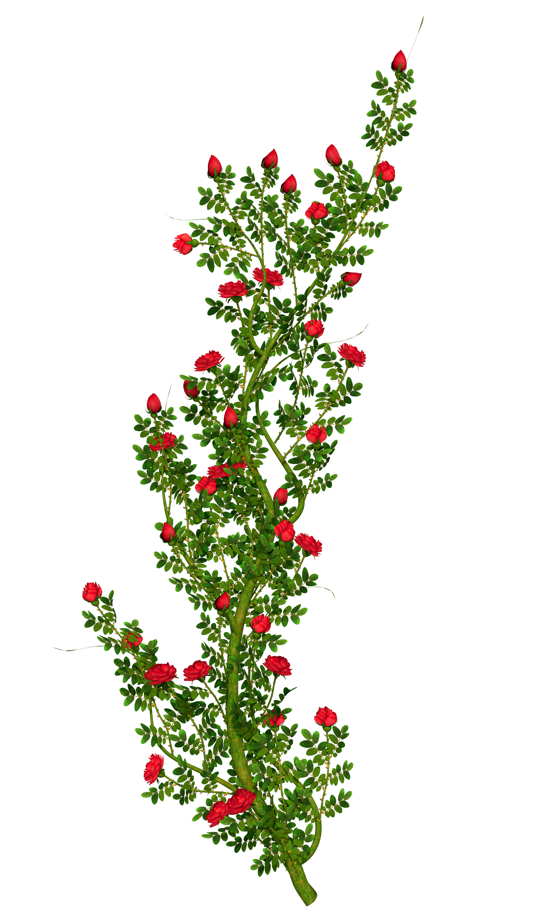 1820x3053 Rosebush Clipartu200b Gallery Yopriceville