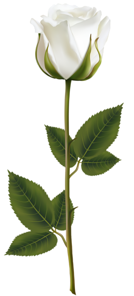 272x600 White Rose With Stem Png Transparent Clip Art Image Art I Like