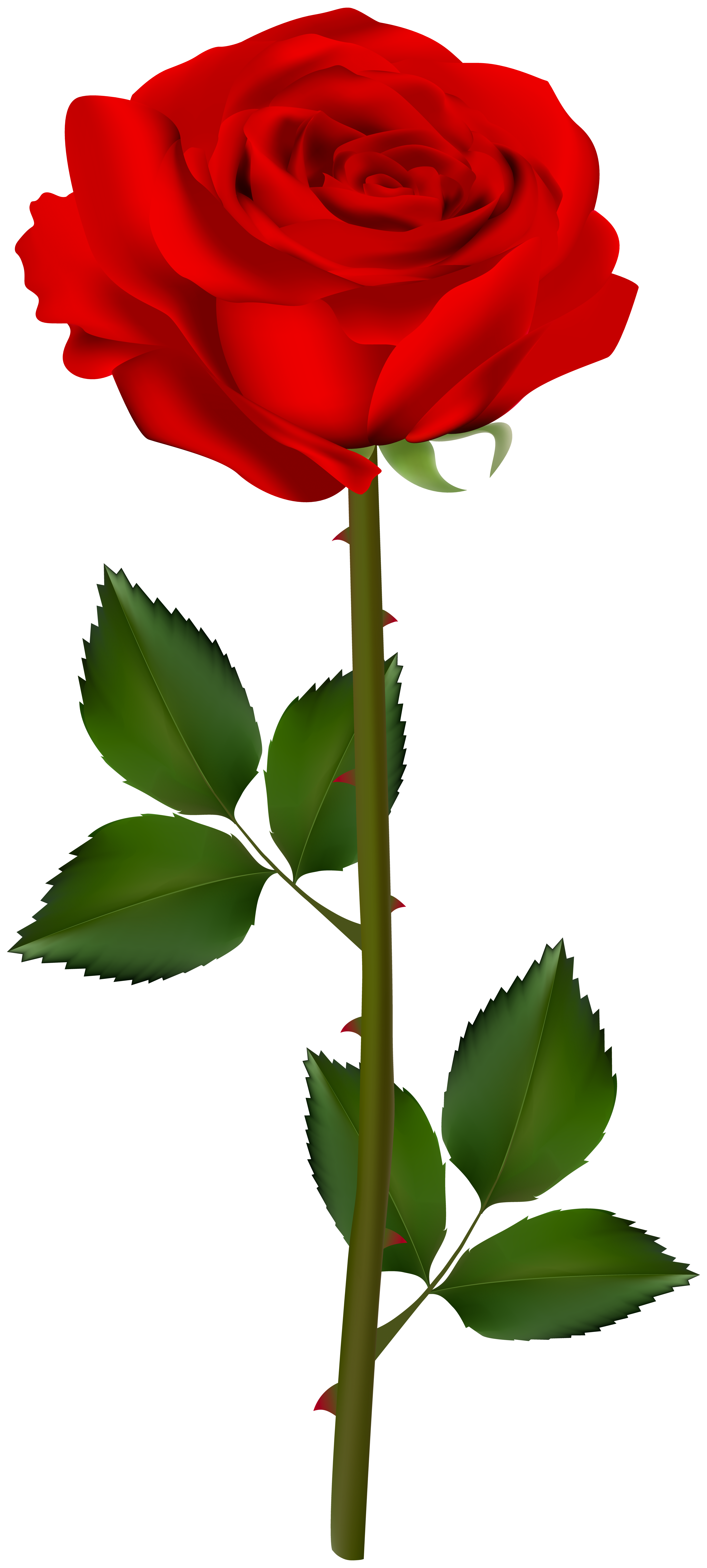 3608x8000 Red Rose Transparent Clip Art Imageu200b Gallery Yopriceville