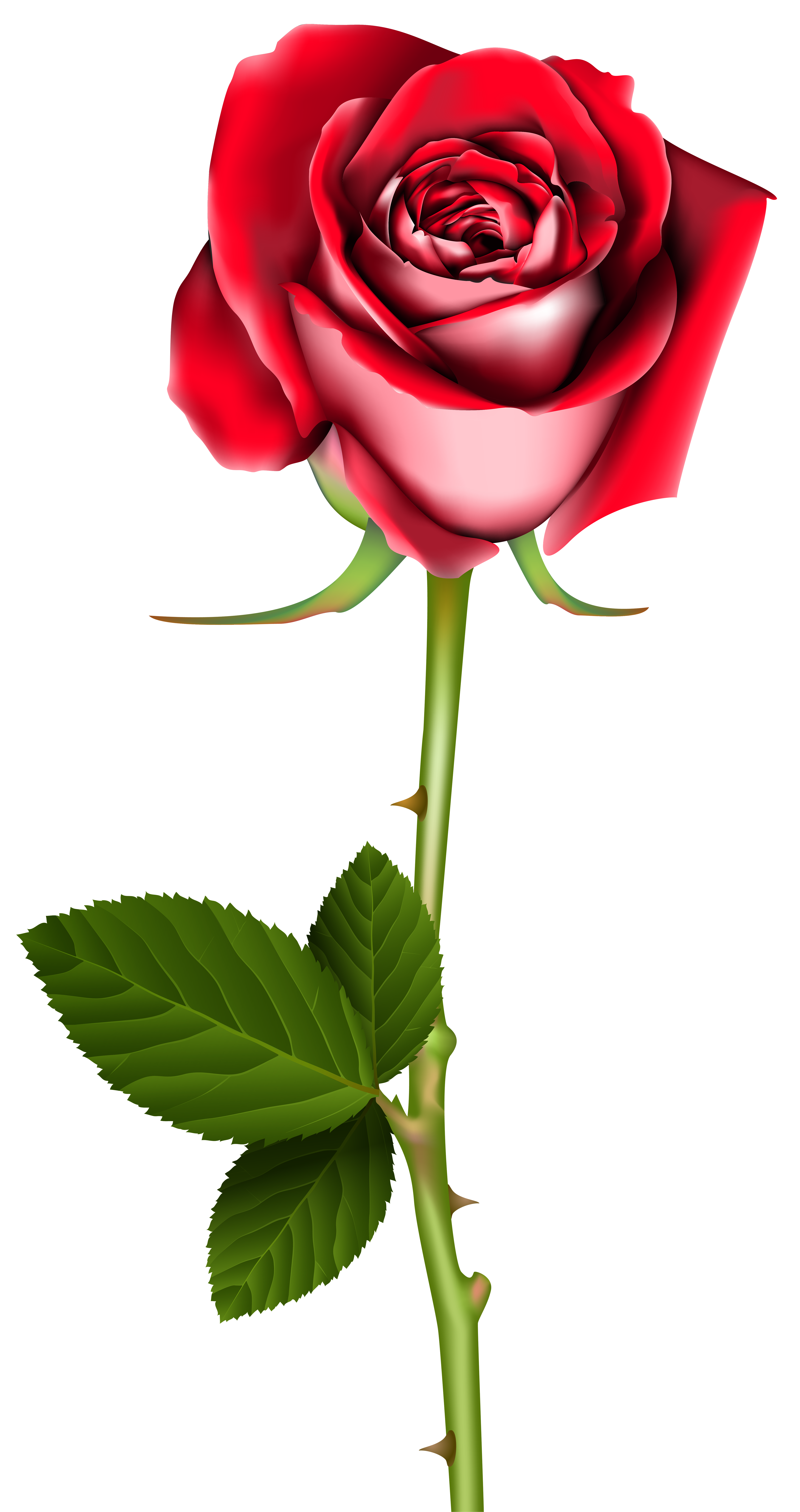 4284x8100 Rose Png Clip Art