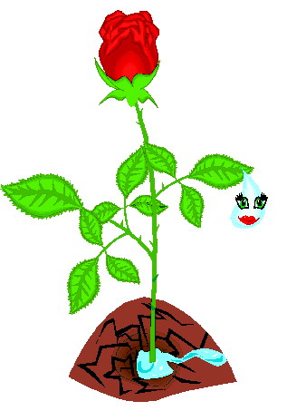338x453 Rose Plant Clipart