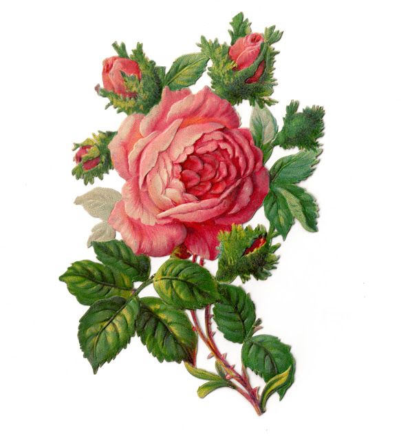 583x640 Vintage Clip Art Rose Dover Image Vintage Clip