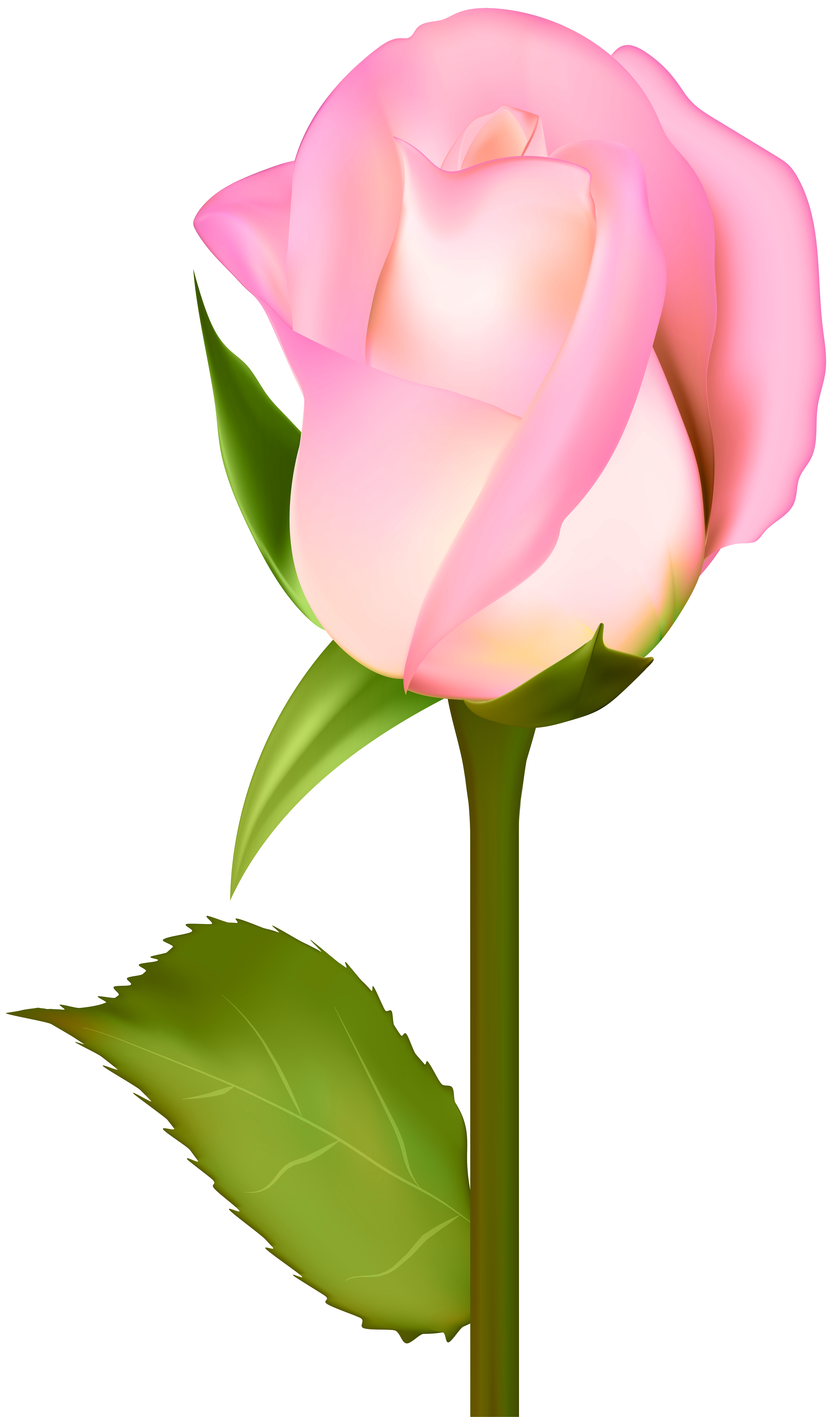 4743x8000 Beautiful Rose Transparent Clip Art Png Imageu200b Gallery