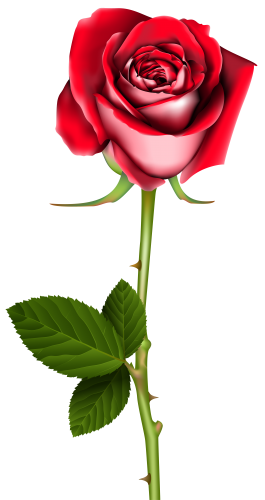 265x500 Rose Png Clip Art Curiosidades Clip Art, Rose