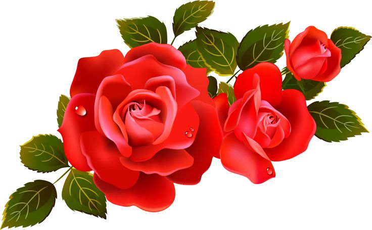 736x455 Roses On Red Roses Clip Art And Yellow Roses