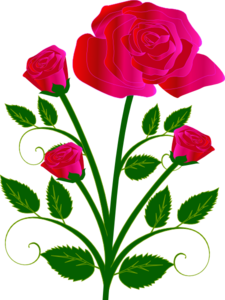 225x300 Pink Rose With Buds Clip Art