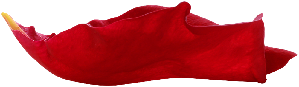 1000x292 Red Rose Petal Png Clip Art Imageu200b Gallery Yopriceville