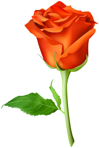 405x600 Rose Orange Transparent Png Clip Art Image Clipart