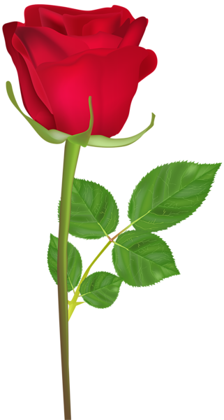 321x600 Rose With Stem Red Png Clip Art Image Roses Art