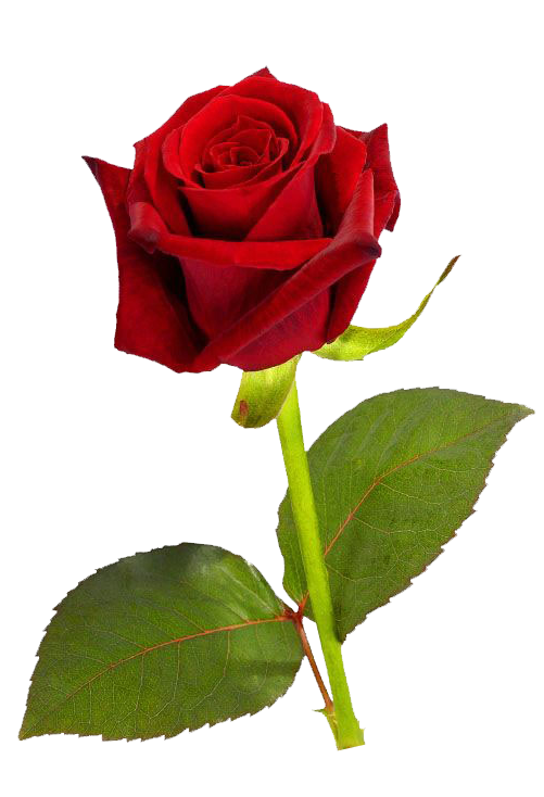 501x734 Single Red Rose Png Hd Clip Art