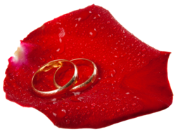 253x187 Wedding Rings In Rose Petal Png Clip Art