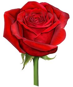 236x282 Red Rose Png Transparent Clip Art Image Santa Barbara