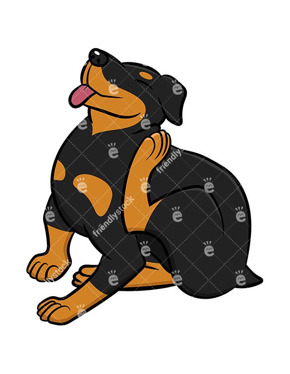 585x755 Rottweiler Scratching Its Ear Vector Cartoon Clipart