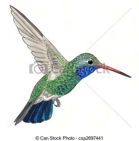450x456 Free Hummingbird Clipart Of Broad Billed Hummingbird