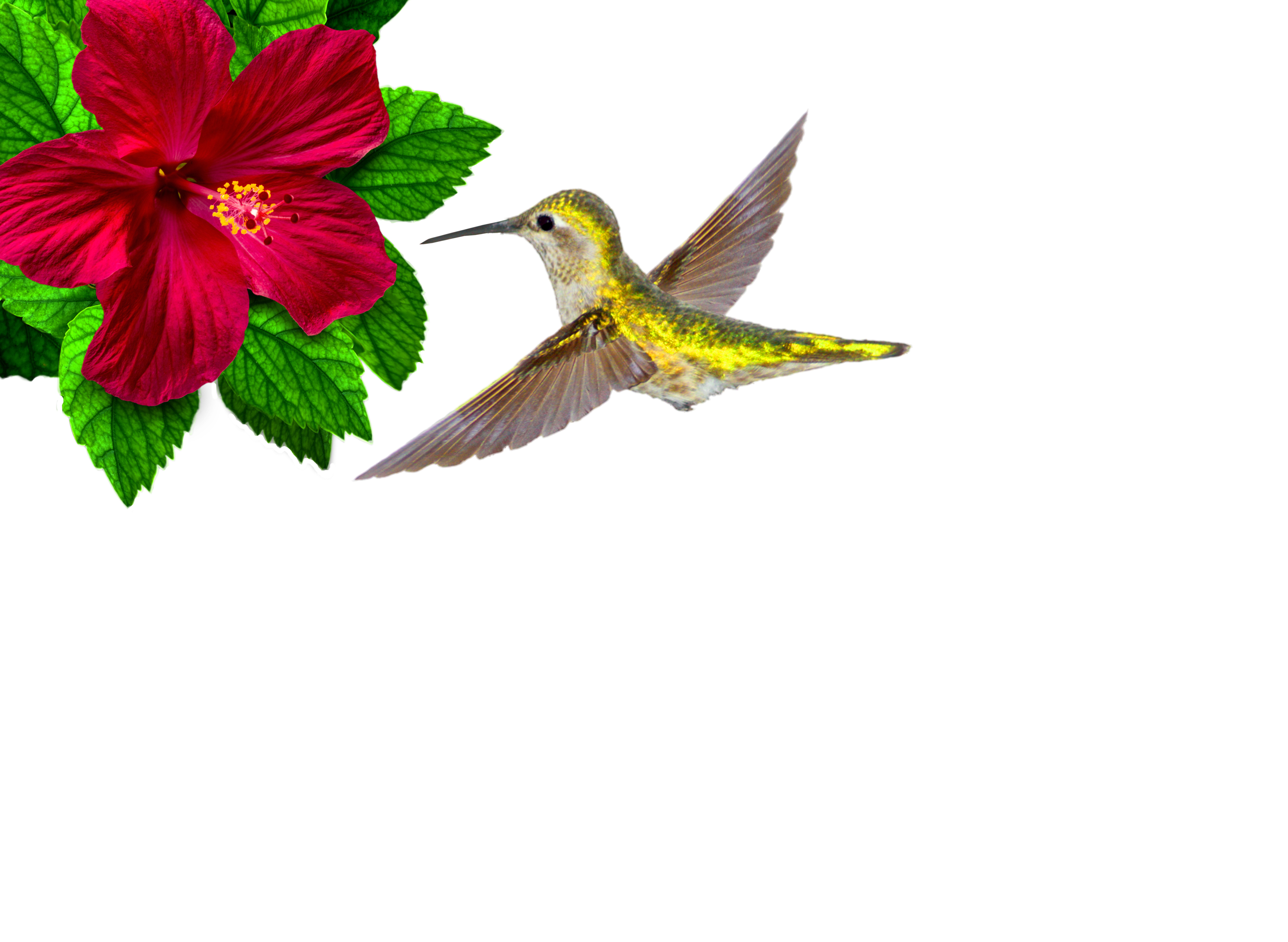 3000x2194 Free Photo Ruby Throated Hummingbird Hovering