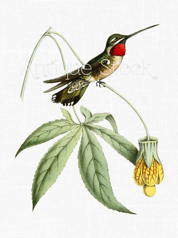 600x800 Hummingbird Clip Art