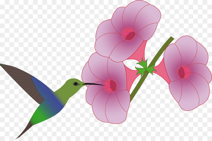 900x600 Hummingbird Flower Drawing Clip Art