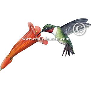 300x300 Ruby Throated Hummingbird Feeding From Red Trumpet Vine Flower